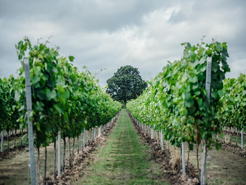 Circuits 5 Jours les Jardins et la Gastronomie du Sud-Est De L'Angleterre